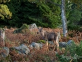 alg_algkalv_kalv_moose_moosekalf_ipnaturfoto_se_alg104