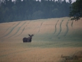 alg_ipnaturfoto_se_alg36.jpg