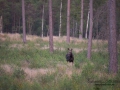 alg_ipnaturfoto_se_alg38.jpg