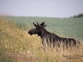alg_ipnaturfoto_se_alg53.jpg