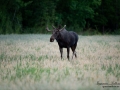 alg_ipnaturfoto_se_moose_bull_algjakt_basthud__alg131