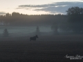 alg_moose_dimma_ipnaturfoto_aker_jordbrukslandskap_alg100