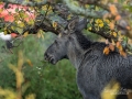 alg_moose_elch_villatradgard_skyddsjakt_ipnaturfoto_se_alg107