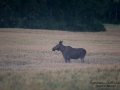 alg_moose_ko_kviga_ipnaturfoto_se_jakt_hunting_alg98