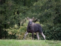 alg_tjur_ipnaturfoto_moose_alg80