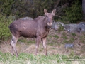 alg_tjur_moose_alces_elch_bull_antlers_ipnaturfoto_se_alg96