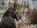 moose_alces_elch_algkalv_villatradgard_ingemar_pettersson_alg117