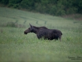 moose_alg_kviga_alces_elch_moose_ko_ipnaturfoto_se_alg154