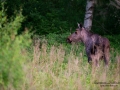 moose_elch_tjur_algtjur_jakt_ipnaturfoto_se_alg122