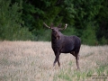 moose_havre_elch_alces_jakt_hunting_antler_horn_alg_ipnaturfoto_se_alg132