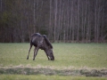 moose_ipnaturfoto_se_alces_elch_alg83