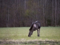 moose_ipnaturfoto_se_alces_elch_alg84