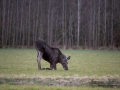 moose_ipnaturfoto_se_alces_elch_alg85