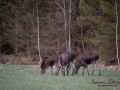 moose_ipnaturfoto_se_alces_elch_alg86