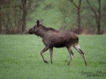 moose_tjur_algtjur_elch_ipnaturfoto_se_ingemar_pettersson_alg122