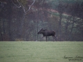 moose_tjur_algtjur_elch_ipnaturfoto_se_ingemar_pettersson_alg123