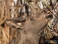 villatradgard_moose_alg_algkalv_ipnaturfoto_se_alg111