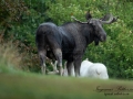 vit_alg_white_moose_apple_tjuv_alg_algtjur_alces_elch_moose_basthud_ipnaturfoto_se_alg136