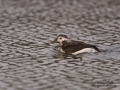 alfagel_ipnaturfoto_se_long_tailed_duck_ag110