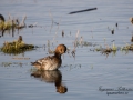 brunand_ipnaturfoto_se_ag43.jpg