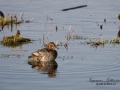 brunand_ipnaturfoto_se_ag44.jpg