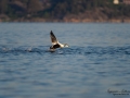 ejder_gullmarn_gullmarsfjorden_eider_ipnaturfoto_se_ag118