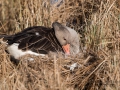 gragas_ipnaturfoto_se_Greylag_goose_ag119