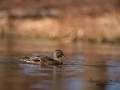 grasand_ipnaturfoto_se_ag82.jpg