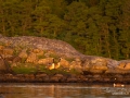 kanadagas_fagelungar_gullmarn_skredsvik_ipnaturfoto_se_ag117