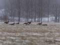 kanadagas_ipnaturfoto_se_ag112