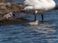 knolsvan_svan_svanunge_swan_ipnaturfoto_se_ag121