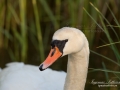 knolsvan_swan_ipnaturfoto_se_ag225