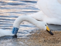 sangsvan_ipnaturfoto_se_ag33.jpg