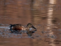 skedand_ipnaturfoto_se_ag15.jpg