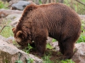 björn34