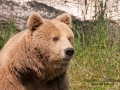 björn41