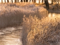 back_golden_light_ipnaturfoto_se_ls156