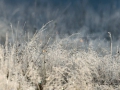 frost_hunneberg_ipnaturfoto_se_ls128