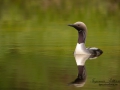 storlom_ipnaturfoto_se_fld1.jpg