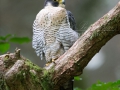 pilgrimsfalk_ipnaturfoto_se_peregrine_falcon_nf75