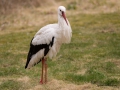 vit_stork_ipnaturfoto_se_nf78