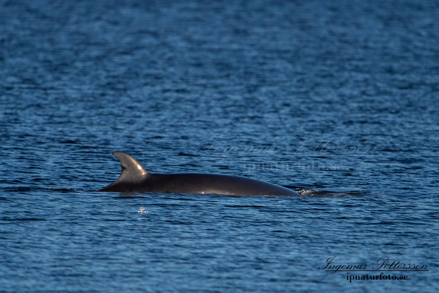 bardval_val_whale_vikval_minke_whale_Byfjorden_Uddevalla_ipnaturfoto_se_odj143