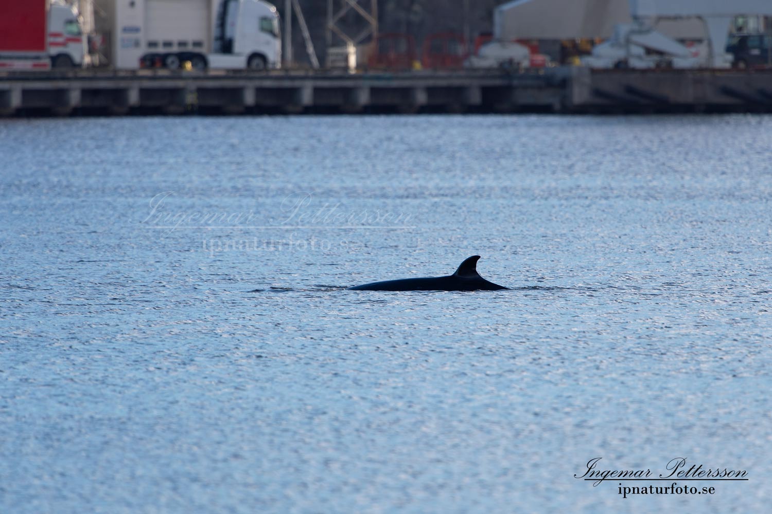 bardval_val_whale_vikval_minke_whale_Byfjorden_Uddevalla_ipnaturfoto_se_odj144