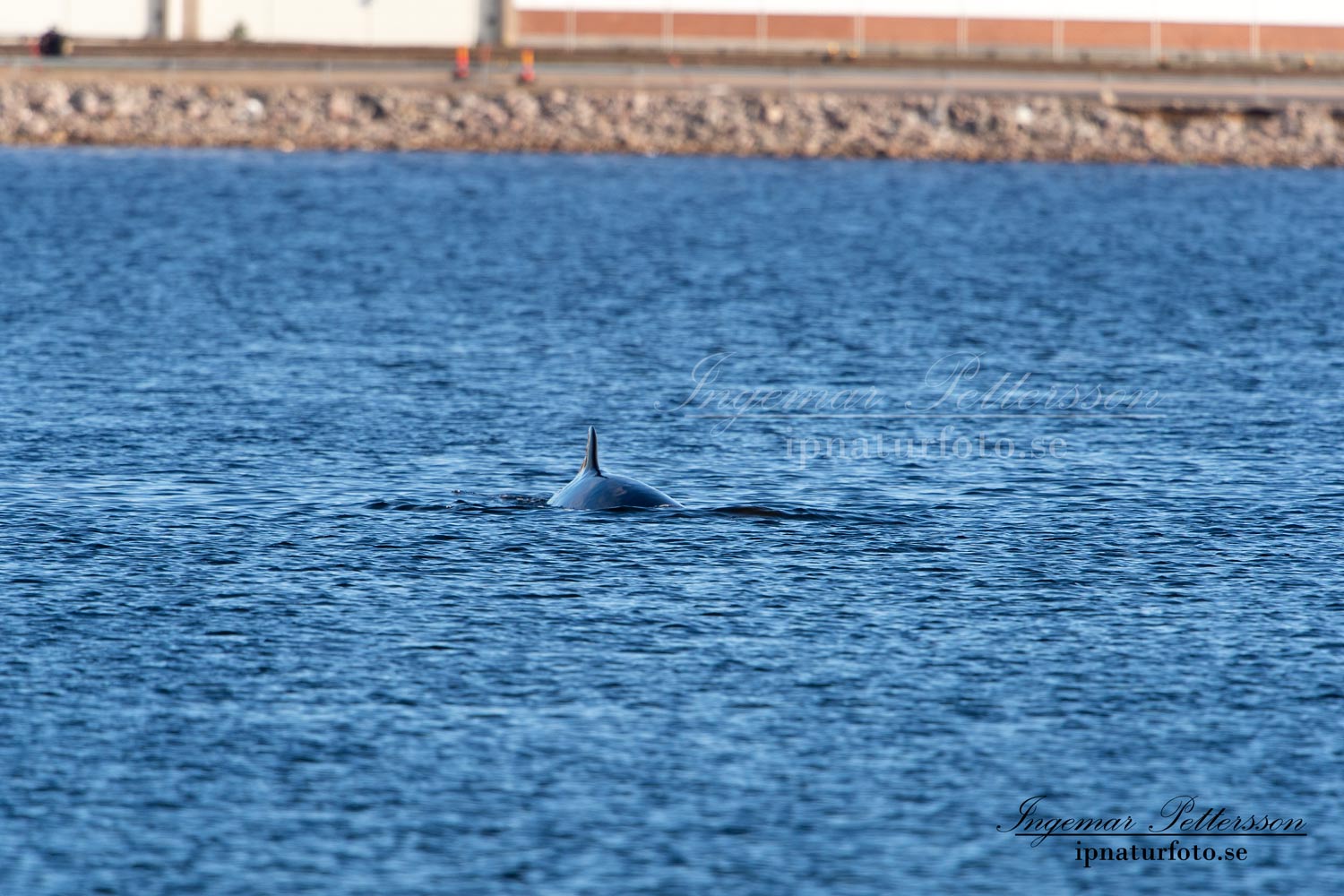 bardval_val_whale_vikval_minke_whale_Byfjorden_Uddevalla_ipnaturfoto_se_odj145