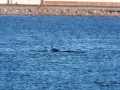 bardval_val_whale_vikval_minke_whale_Byfjorden_Uddevalla_ipnaturfoto_se_odj145