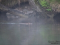 castor_fiber_river_misty_dimma_baver_ipnaturfoto_se_beaver_odj151