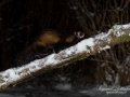 ferret_iller_mårddjur_polecat_ingemarr_pettersson_ipnaturfoto_se_odj148