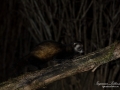 ferret_ploe_cat_iller_mard_marddjur_ipnaturfoto_tradgard_odj149