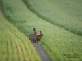 hare_falthare_ipnaturfoto_se_ingemar_pettersson_odj115