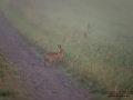 hare_falthare_naturfoto_falt_jordbrukslandskap_aker_ipnaturfoto_se_odj116